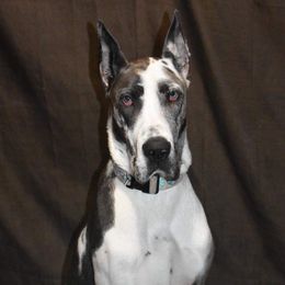 Great Danes from OnPoint Great Danes