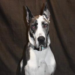Great Danes from OnPoint Great Danes