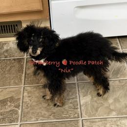 Nix - Poodle