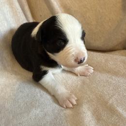 Freya - Black and white female Border Collie puppy in Mckinney, Texas from Border Collies of Ruidoso