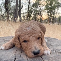 Raj - Red  male Goldendoodle puppy in Redding, California from O’Hara  Doodles