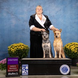 Australian Cattle Dog and French Bulldog Puppies from Sugarloaf French bulldogs and Australian cattle dogs