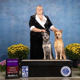 Australian Cattle Dog and French Bulldog Puppies from Sugarloaf French bulldogs and Australian cattle dogs