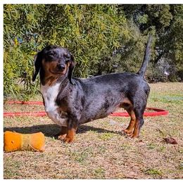 Ava - Dachshund