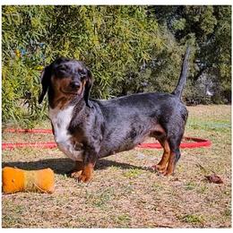 Ava - Dachshund