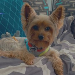 Yorkshire Terriers from Big E’s Paw Services