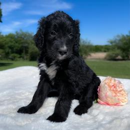 Raven - Black and white female Bernedoodle puppy in Osage City, Kansas from Golden Ridge Goldens