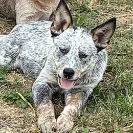 L64-03 - Blue mottled male Australian Cattle Dog puppy in Sheridan, Oregon from 6pk Cattledogs