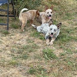 L64-03 - Blue mottled male Australian Cattle Dog puppy in Sheridan, Oregon from 6pk Cattledogs
