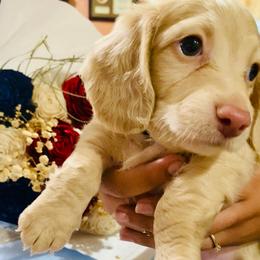 Oscar - Fawn (isabella) and cream male Dachshund puppy in Fontana, California from DOXI.E.