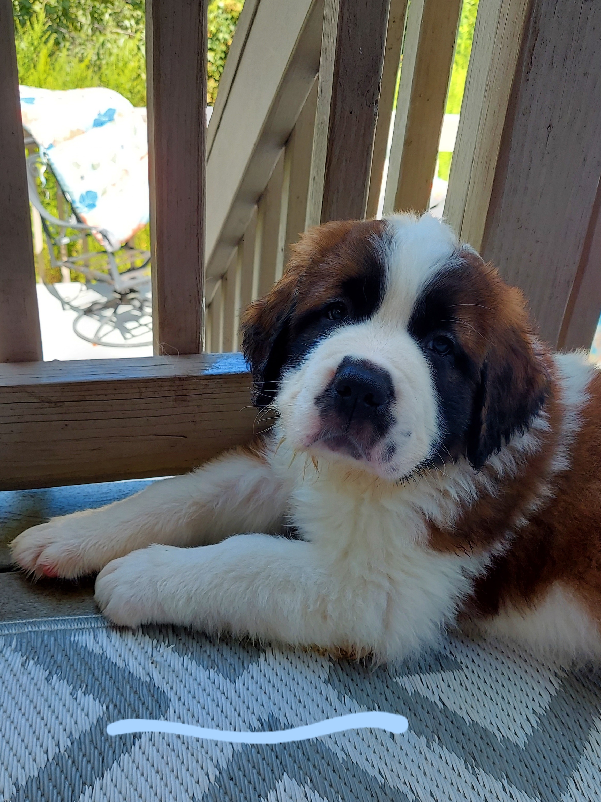 Light Blue - Boy 4 - Brown and white Saint Bernard puppy in Lower  Burrell, Pennsylvania from Fizzy Saints