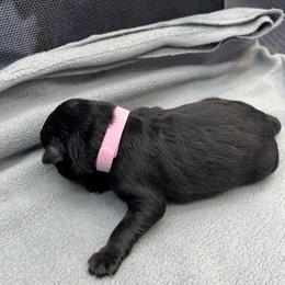 Girl 1 - Black female German Shepherd puppy in Sharon Grove, Kentucky from Julie’s Shepherds