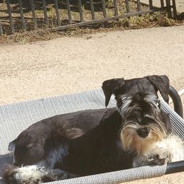 Sushi - Miniature Schnauzer