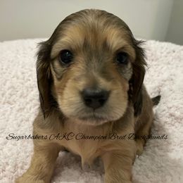 Dachshund Puppies from Sugarbakers Kennel