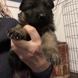 Yellow Colar - Black and red female German Shepherd puppy in Kansas, Ottawa, Kansas from Import German Shepherds of Kansas