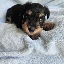 Harold - Black and silver male Miniature Schnauzer puppy in Crosby, Texas from Raisin' the Woof Schnauzers