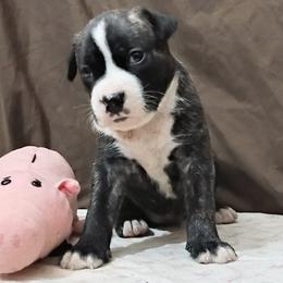 Girl 1 - Abigail Adams - Brown brindle female American Staffordshire Terrier puppy in Bastrop County, Texas from Ironheart American Staffordshire Terriers