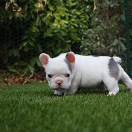 French Bulldog Puppies from Novastar French Bulldogs