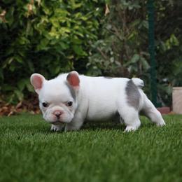 French Bulldog Puppies from Novastar French Bulldogs