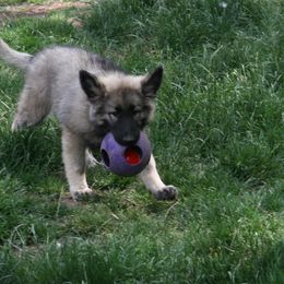 Shiloh Shepherd Puppies from Solace Shilohs