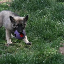 Shiloh Shepherd Puppies from Solace Shilohs