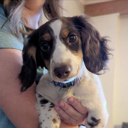 Peppy - Dachshund