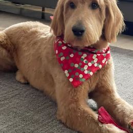 Bernedoodle and Goldendoodle All Grown Up from Kimberlee’s Kennels