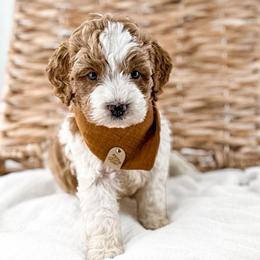 Hattie's Last Chapter- Finale - Parti male Goldendoodle puppy in Russell Springs, Kentucky from Milk & Honey Doodles