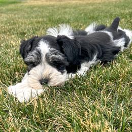 Dale - Parti male Miniature Schnauzer puppy in Cheney, Washington from Rolling Hills Schnauzers