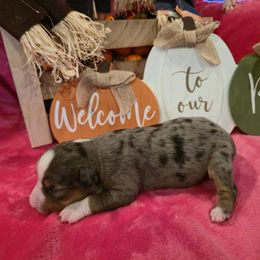 Pumpkin - Blue merle female Toy Australian Shepherd puppy in Forney, Texas from Texas Talent Toy Aussie's