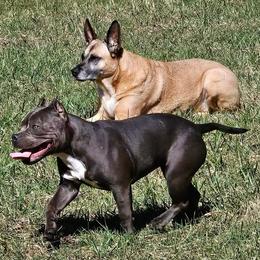 American Bully Puppies from Night Court Bullies