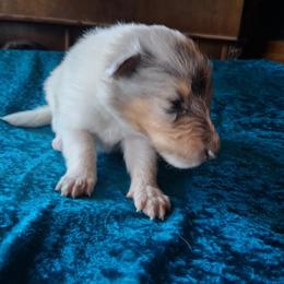 Forest - White merle male Collie puppy in New Mexico from Red Canyon