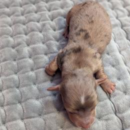 Snickers - Dapple male Dachshund puppy in Box Elder, South Dakota from Bee Sweet Dachshunds