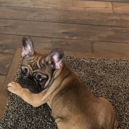 French Bulldog Puppies from MadCity Frenchies