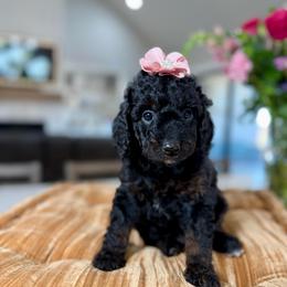 Purple collar - Phantom female Goldendoodle puppy in Indiahoma, Oklahoma from Farm Fresh Doodles