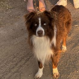 Miniature Australian Shepherds from 392 Farms
