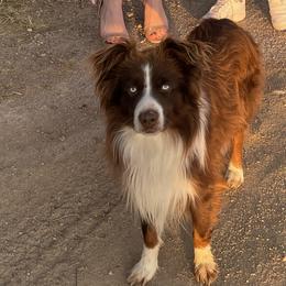 Miniature Australian Shepherds from 392 Farms