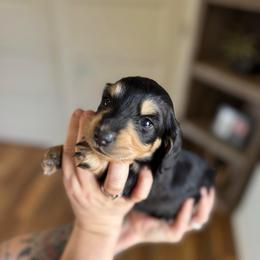 Bart - Black and cream male Dachshund puppy in Troup, Texas from East Texas Dachshunds
