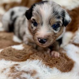Purple collar - Blue merle female Aussiedoodle puppy in 32046, Florida from River Hill Ranch