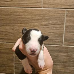 Girl 1 - Black and white female Border Collie puppy in Caledonia, Michigan from Magnolia Acres
