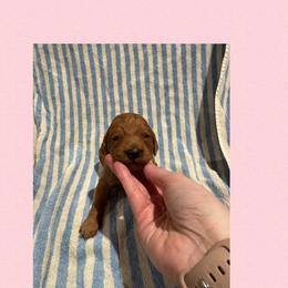 Crimson - Red male Irish Doodle puppy in Harrisburg, Arkansas from Ransone’s Ridge Runners Poodles and Doodles