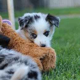 Australian Shepherd, Miniature American Shepherd, Miniature Australian Shepherd, and Toy Australian Shepherd Puppies from Painted Blue Aussies