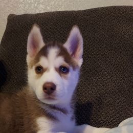 Siberian Husky Puppies from Tranton Kennels