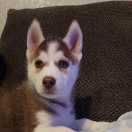 Siberian Husky Puppies from Tranton Kennels