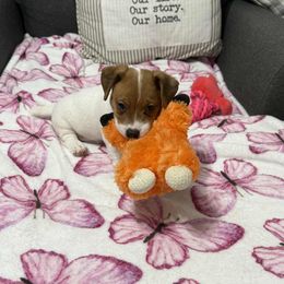Lefty - Brown and white male Jack Russell Terrier puppy in Cleburne, Texas from Jordan's Shorty Jacks