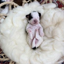 Abilene - Parti female Poodle puppy in Ault, Colorado from The Peaks Premium Poodles