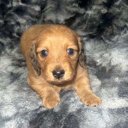 Pongo - Dapple male Dachshund puppy in Madisonville, Tennessee from L&A Dachshunds