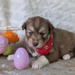 Ivy - Red and white female Siberian Husky puppy in Coshocton, Ohio from Wyant Farms