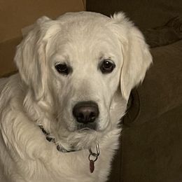 Golden Retrievers from Mimi's English Cream Golden Retriever's