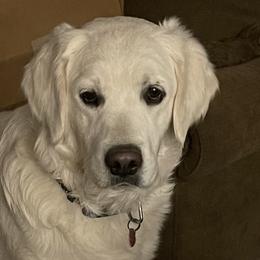 Golden Retrievers from Mimi's English Cream Golden Retriever's